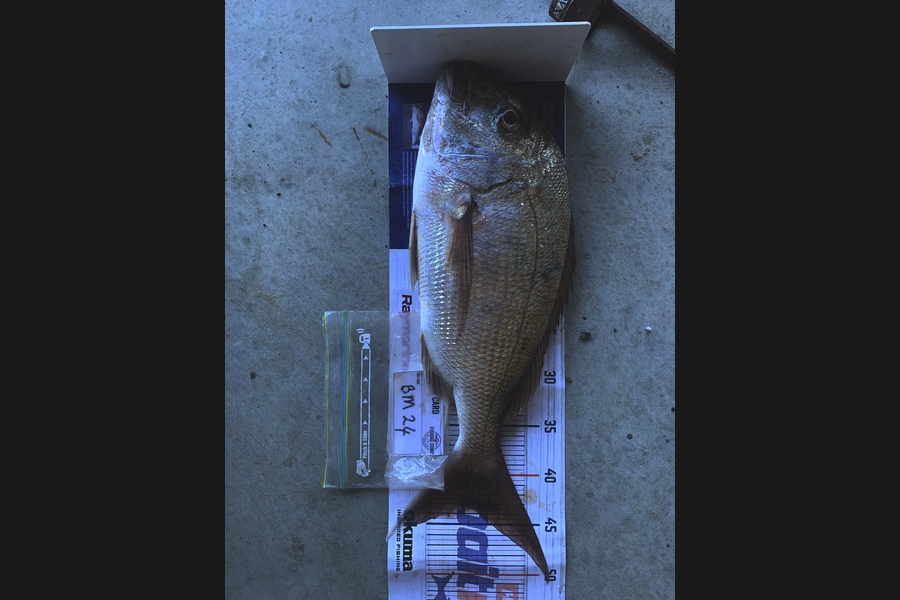 Mark Piskulic caught this 43.0cm Snapper at Northland during The Hirepool Baitmates Fishing Comp